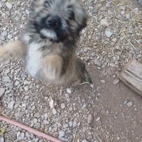 توله سگ پاکوتاه