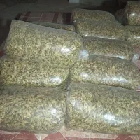 فروش ذرت علوفه ای برادام|حیوانات مزرعه|شبانکاره, |دیوار