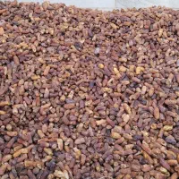 خرمای ضایعات پیارم
