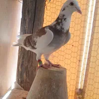 پلاکی|پرنده|شهرکرد, |دیوار