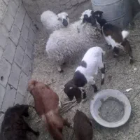 گسفند|حیوانات مزرعه|بم, |دیوار