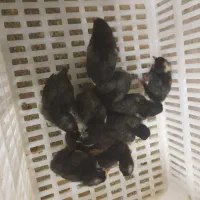 جوجه بلک استار