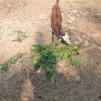 سه عدد کهر نر و سه عدد گیسه ویک عدد بز آبستن|حیوانات مزرعه|بندرعباس, |دیوار