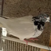 کبوتر ماده پاکستانی