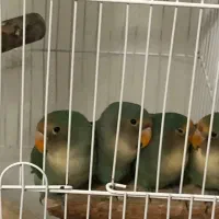 طوطی برزیلی