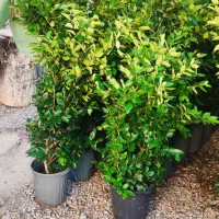 فروش یاس هلندی