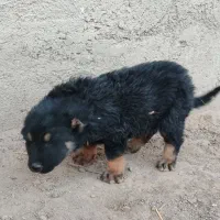 واگذاری یه جفت توله نر و ماده|سگ|سراب, |دیوار