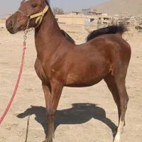 اسب|اسب و تجهیزات اسب‌سواری|شهرکرد, |دیوار