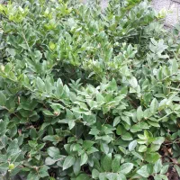 یاس هلندی ریشه بزرگ|گل و گیاه طبیعی|کلاچای, |دیوار