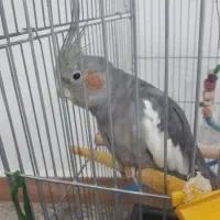 عروس هلندی ماده دست اموز