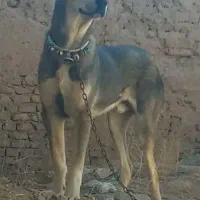 حیون فهمیده