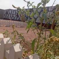 باغچه-190-متری-تک-برگ-سند