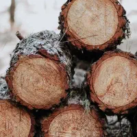 خرید انواع چوب تر و خشک|خدمات باغبانی و درختکاری|اسدآباد, |دیوار