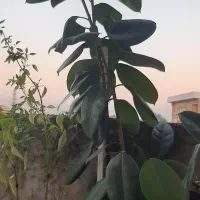 پتوس فیکوس پاندانوس