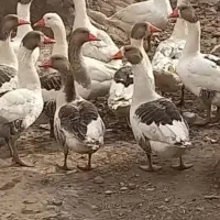 غاز محلی طبیعی