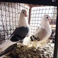 کبوتر بوشهری