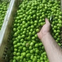 زیتون درجه ۱ فقط طارم