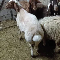 نیازمند چوپان