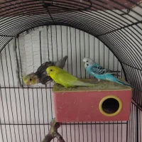 جفت مرغ عشق و عروس هلندی سخنگو