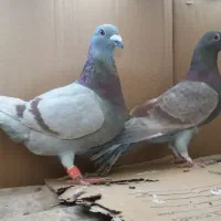 کبوتر مسافتی