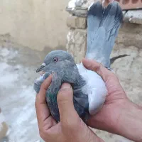 صدادار|پرنده|مسجد سلیمان, |دیوار