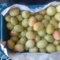 کود گوسفندی