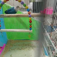 پرنده برزیلی|پرنده|مشهد, امام خمینی|دیوار