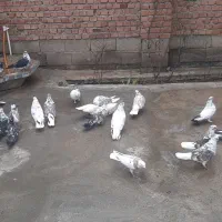 کبوتر|پرنده|محمدبار, |دیوار