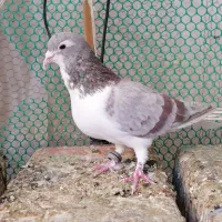 کبوتر صید و جفتگاه