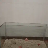 اکواریوم|ماهی|میاندوآب, |دیوار