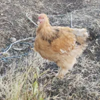 3عدد مرغ و خروس زینتی