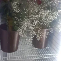 شاخه گل رز وشکوفه طبیعی