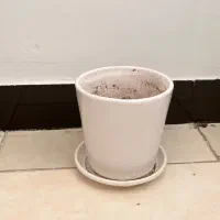 گلدان|گل و گیاه طبیعی|اهواز, کوی نفت|دیوار