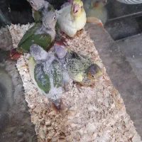 خرید فروش انواع پرنده