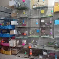 فروش انواع پرنده|پرنده|ایذه, |دیوار