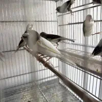 قناری سفید طوسی