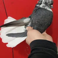 کفتر دم سفید پرشی (گرفتنی بلندی)|پرنده|تهران, جیحون|دیوار