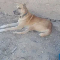 سگ گله به شرط|سگ|سبزوار, پاسداران|دیوار