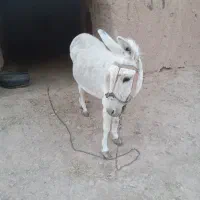 الاغ جوان کاملاً رام