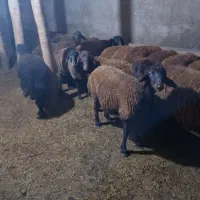 بره نر افشار 30عدد