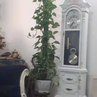 گلدان قیم دار پتوس بزرگ|گل و گیاه طبیعی|گلبهار, شهر جدید گلبهار|دیوار