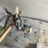 کفتر غریب گیر