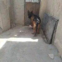 ژرمن شولاین اصیل