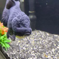 ماهی و آکواریوم  فولادشهر اصفهان