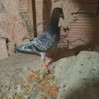 پیداشد