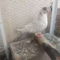 کفتر