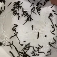 زالو طبی|آرایشی، بهداشتی، درمانی|قائم‌شهر, |دیوار