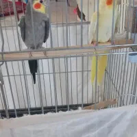 عروس هلندی نرو ماده همراه با  یک عدد فنچ رایگان