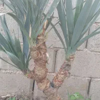 گل وگیاه از نوع یوکا|حراج|گنبد کاووس, |دیوار