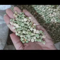 نخودفرنگی بیوتیک ترک وولف هلنددستی